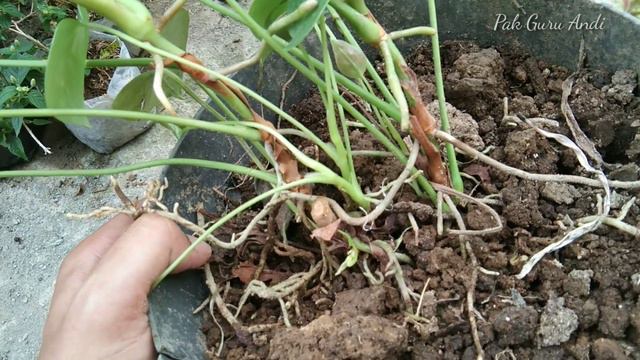 Cara Memperbanyak ANTHURIUM BUNGA