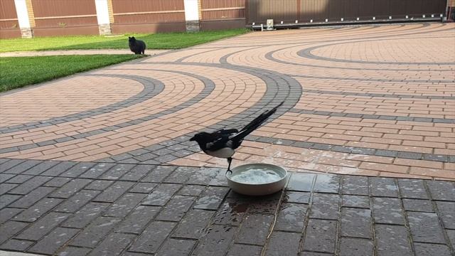 Сорока Пиги. Белка Таскает Шмупсика за Хвост смотреть онлайн