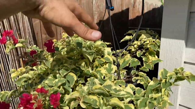Variegated Bougainvillea! Raspberry Ice Bougainvillea! Absolutely Beautiful Color!