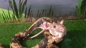 Естественный отбор (змея поедает мышь живьём)