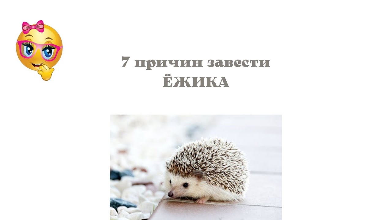 7 причин завести дома ёжика.mp4 смотреть онлайн