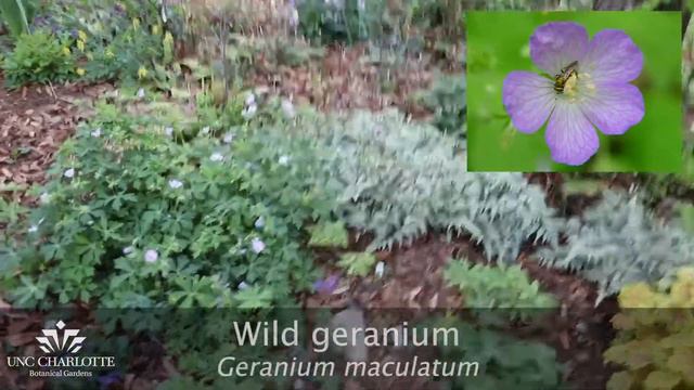 Native Gems with Dr. M.- Episode 2 смотреть онлайн