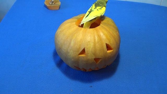 Happy Halloween смотреть онлайн