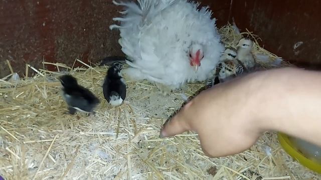 Индийские бегунки, карликовый курчавый кохинхин,квочки, и отличные индюки на племя! смотреть онлайн
