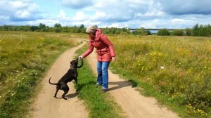 Стаффордширский терьер. Прогулка