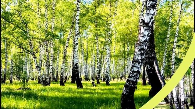 ОТЧЕГО ТАК В РОССИИ БЕРЁЗЫ ШУМЯТ... смотреть онлайн