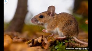 учим слова полная игра