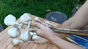 Плетем косички из чеснока