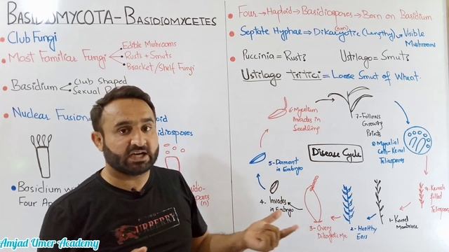 Basidiomycota | Basidiomycetes | Classification Of Fungi | Fungi Class 11 Biology