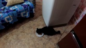 КУШАЕМ РЕБРЫШКИ ИЗ ТЕЛЯТИНЫ С КАРТОШКОЙ МУКБАНГ (НАВЕЛИ ПОРЯДОК ДОМА)