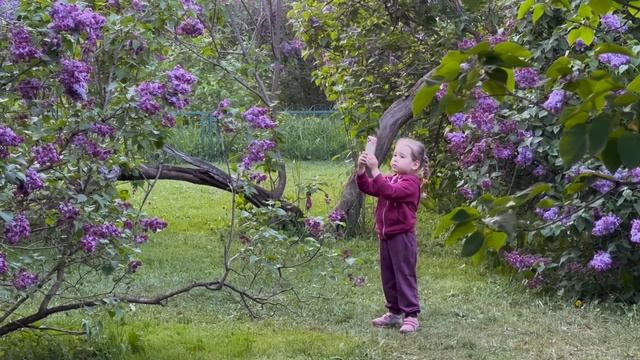 Сиреневый сад в Москве. Обзор самого большого парка сирени. смотреть онлайн