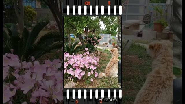 💐Цветы и мы👫🐕 Слайд-шоу📽️Весна 2019.