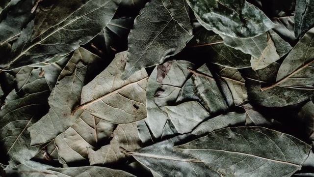 Просто сварите Лавровый лист и исцелите Болезни с головы до ног! 99% людей НЕ знают... смотреть онлайн