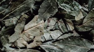 Просто сварите Лавровый лист и исцелите Болезни с головы до ног! 99% людей НЕ знают...