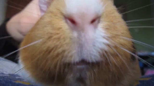 морская свинка пончик зивает смотреть онлайн