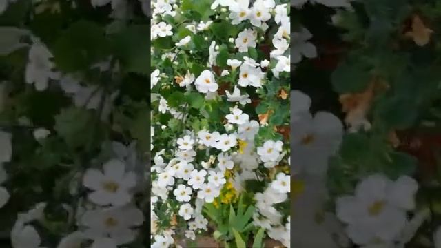 Моя красавица бакопа! смотреть онлайн