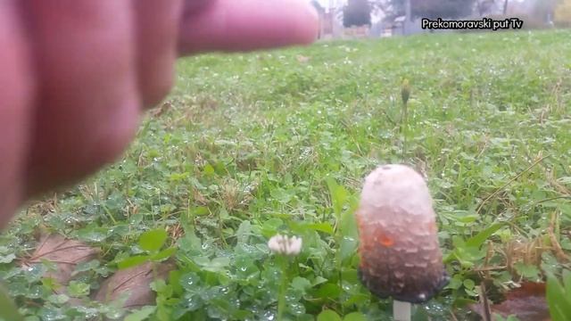 VELIKA GNOJISTARKA-BORAC PROTIV DIJABETESA Jestiva mlada dok nije crna Coprinus Comatus смотреть онлайн
