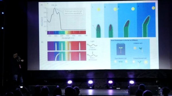 Фотоморфогенез | Николай Горшкофф | GORSHKOFF.RU | СитиФермер 2020