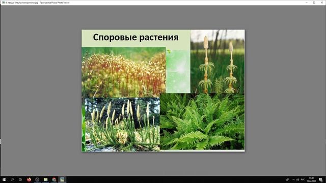 Систематика растений Биология смотреть онлайн