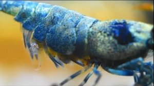 Рождение креветок, размножение креветок в домашних условиях