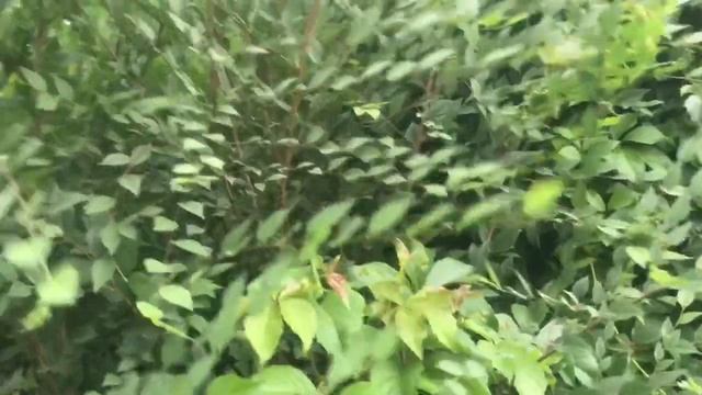 Мой автоматический полив грядок. Сбор урожая. Заготовки на зиму.Мои собачки. ВЛОГ, смотреть онлайн