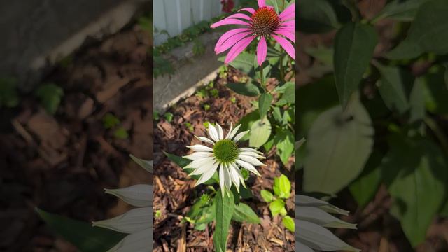 Эхинацея 🌸 #shorts смотреть онлайн