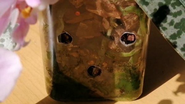 Обзор цветения орхидеи Schilleriana x sib.