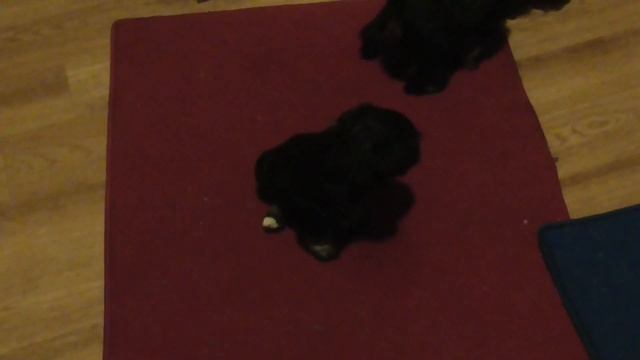 Щенки Цвергшнауцер д.р. 02-03.10.2015г. смотреть онлайн