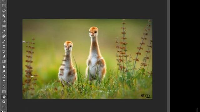 Sửa lỗi Hand Tool Adobe Photoshop Version: 22.0.0 không thể di chuyển смотреть онлайн