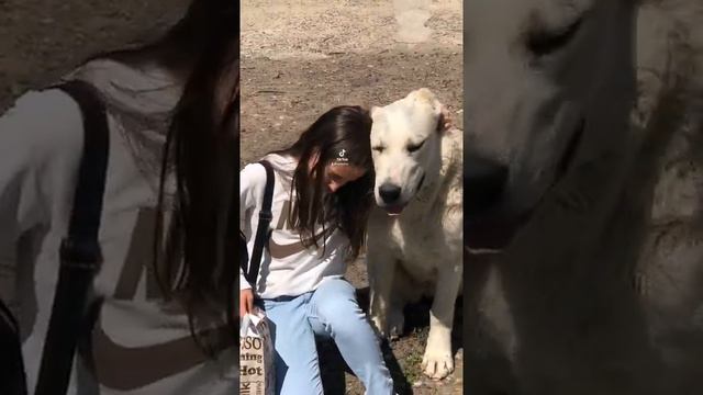 БАНДА 7 МЕСЯЦЕВ ДОЧЬ МАРШАЛА И БУХАРЫ. БУЛЬДОЗЕРА МАТУРХАНА ЦЕЗАРЯ И ЯРСА ПРАВНУЧКА смотреть онлайн