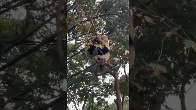 more reasons why giant pandas were once endangered смотреть онлайн