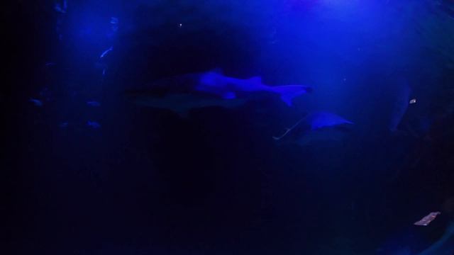 Влог 25 - Самый большой океанариум Европы смотреть онлайн