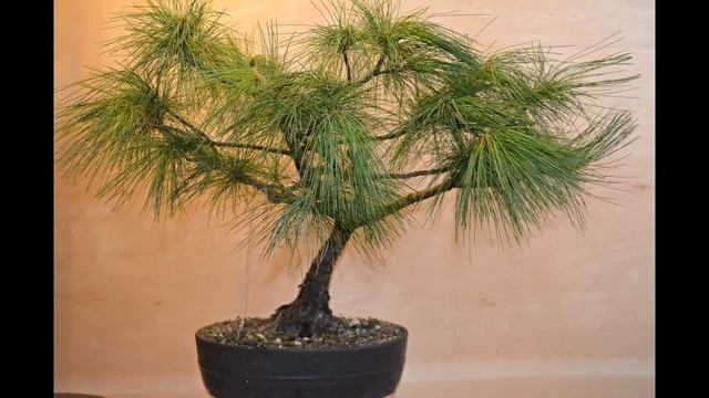 Pinus Peuce - Macedonian Pine