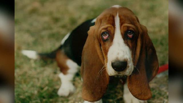 Basset Hound - Dog Breed Information смотреть онлайн