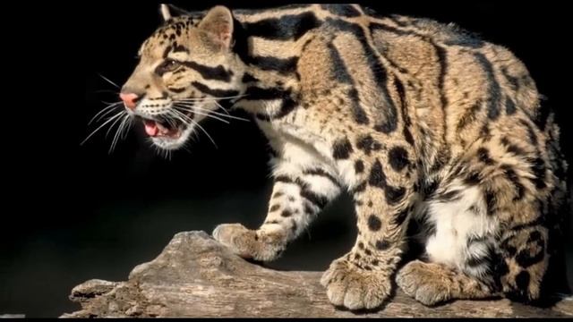 Дымчатый леопард. смотреть онлайн