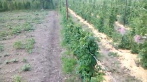 Как и когда мульчировать малину