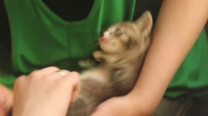 котенок и щекотка