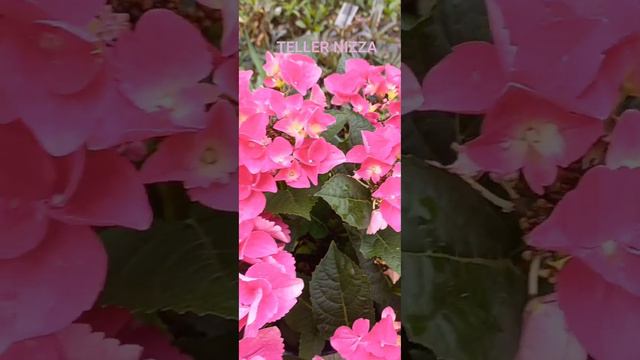 🌱Hudrangia" TELLER NIZZA " смотреть онлайн