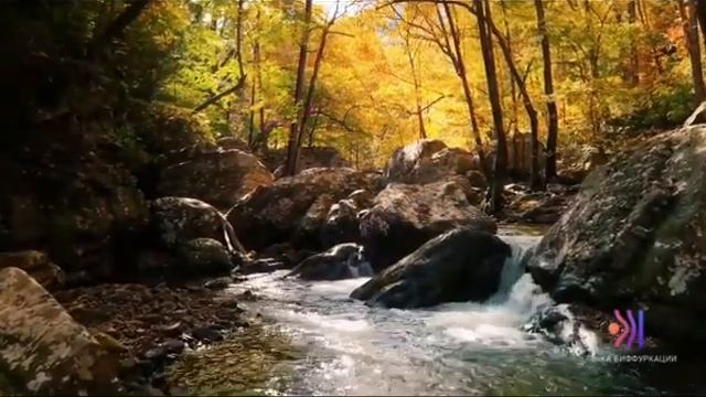 Медитация | Снятие напряжения | Работа с сознанием | Точка Биффуркации | Бизнес клуб Терра