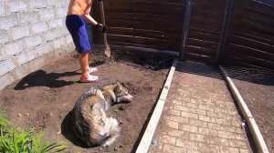 ТРЭШ ТРАВМА у хозяина! Хаски и маламуты сочувствуют!