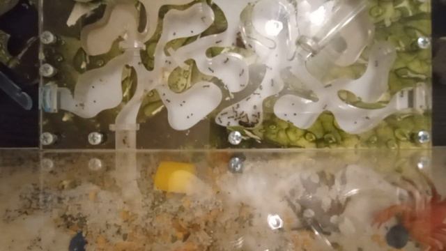 вечерние видео про муравьёв! у них всё хорошо и я рад ща них!