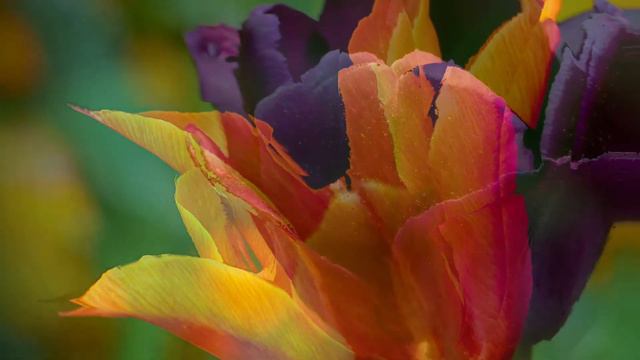 Flowers Magic Meditation Relaxation #relaxingmusic #meditationmusic #fonmüzikler