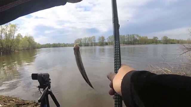 ПЛОТВА НА ПОПЛАВОК! Рыбалка на удочку смотреть онлайн