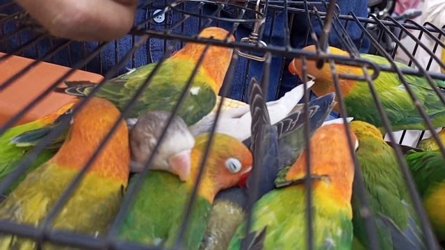 Love bird Java Finches Pahadi Tote ka Bacha in Lalukhet Exotic Birds Market 2023 смотреть онлайн