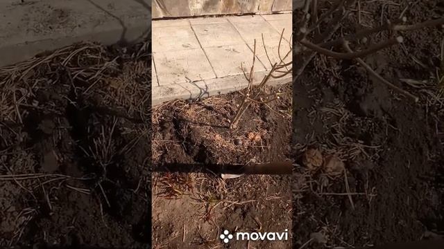 Пересадка метельчатой гортензии смотреть онлайн