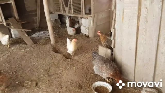 Как ОБЬЕДИНИТЬ старых и молодых КУР? делюсь опытом. смотреть онлайн