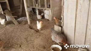 Как ОБЬЕДИНИТЬ старых и молодых КУР? делюсь опытом.