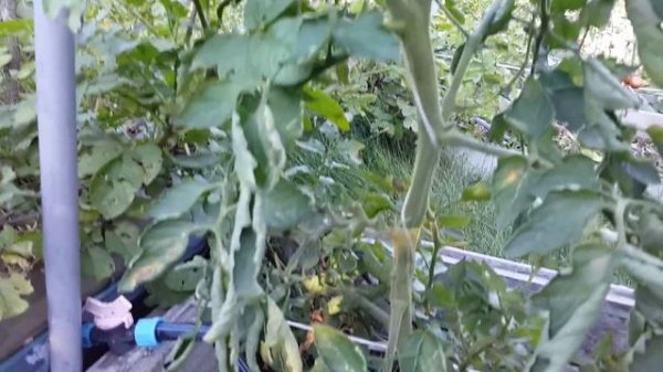 Черные томаты ( Black tomatoes )