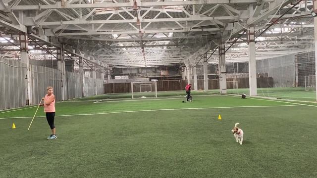 Как научить собаку командам / Дрессировка собаки / Танцы с собакой / Терра / Элементы 05.07.2021 г. смотреть онлайн