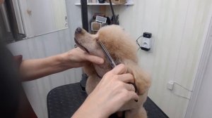 Стрижка шерсти над глазами у пуделя, деталь.